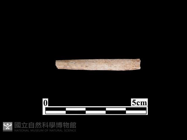 骨器藏品圖，第1張