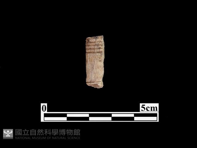 骨器藏品圖，第1張