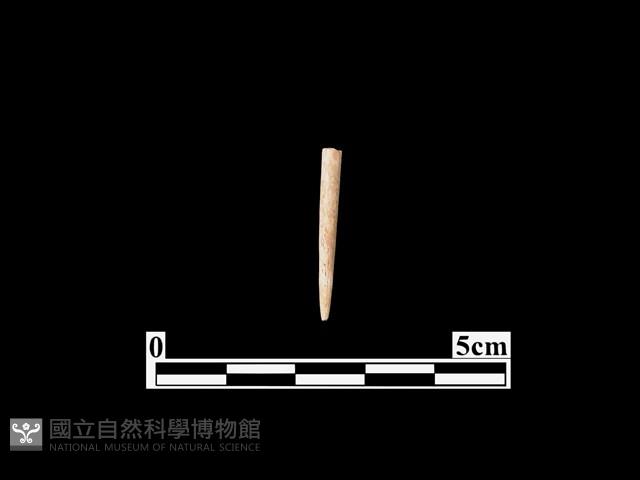 骨針藏品圖，第1張