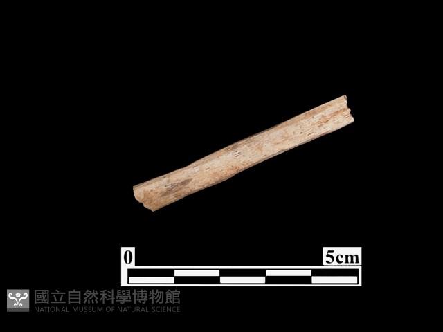 骨器藏品圖，第1張