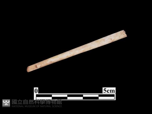 骨針藏品圖，第1張