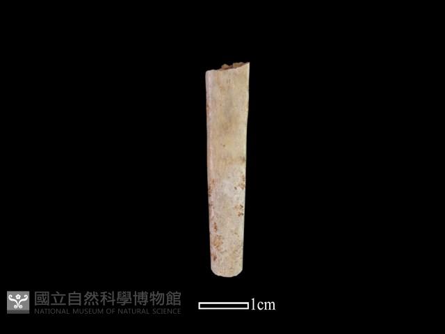 骨簪藏品圖，第1張