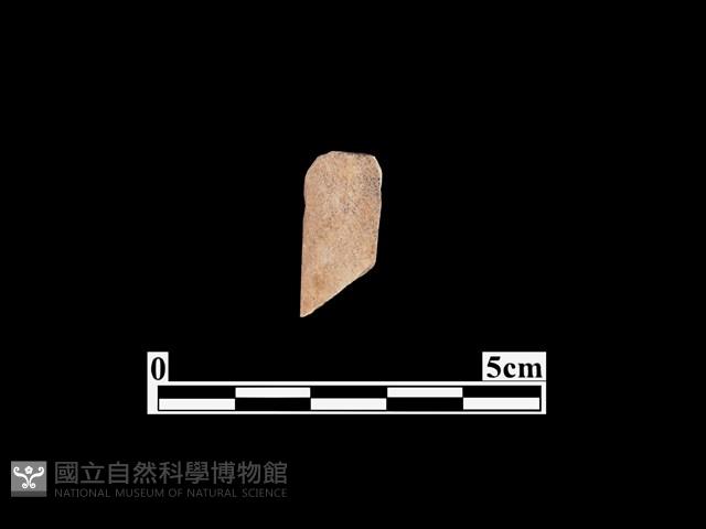 骨器藏品圖，第1張