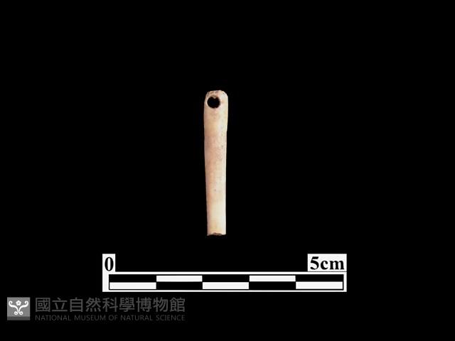 骨針藏品圖，第1張