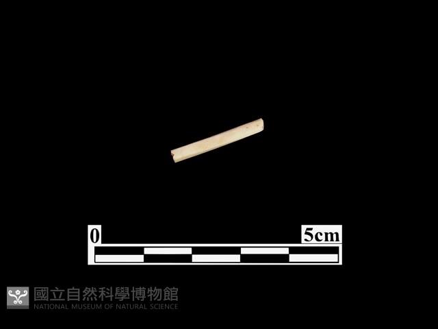 骨器藏品圖，第1張