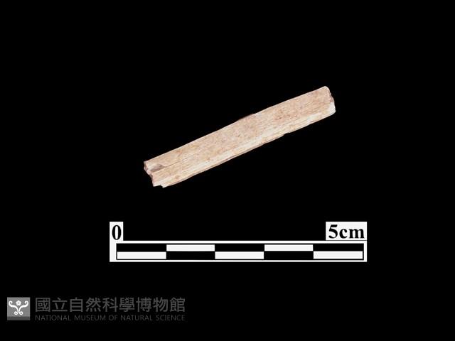 骨器藏品圖，第1張