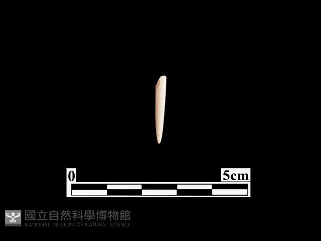 骨針藏品圖，第1張