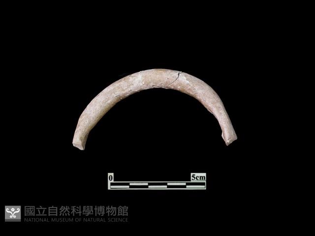 陶片藏品圖，第1張