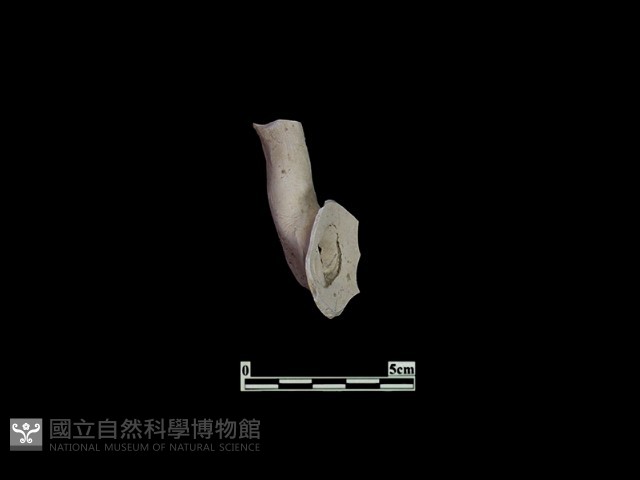 陶片藏品圖，第1張