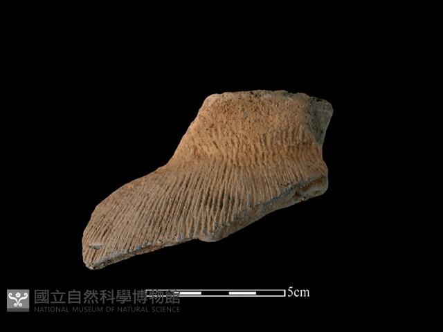 陶罐藏品圖，第1張