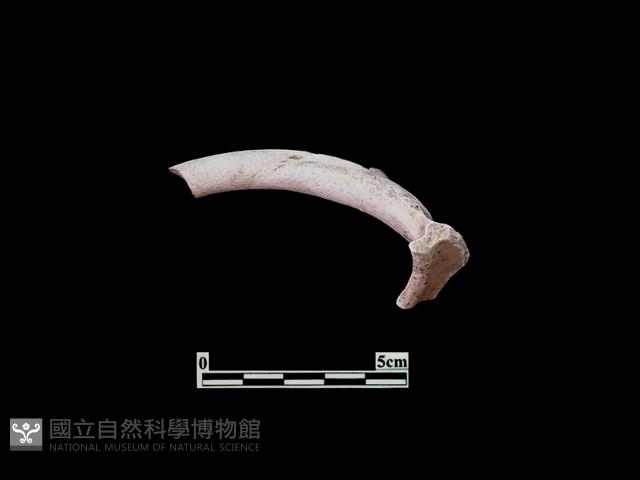 陶片藏品圖，第2張