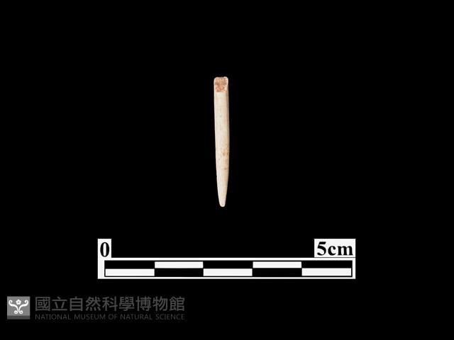 骨針藏品圖，第1張