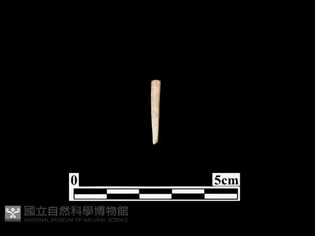 骨針藏品圖，第1張