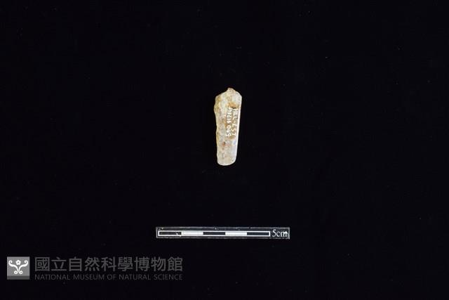 錛鑿形器藏品圖，第1張