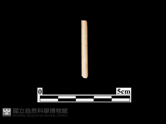 骨針藏品圖，第1張