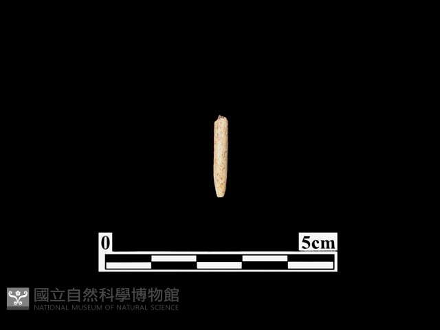 骨針藏品圖，第1張