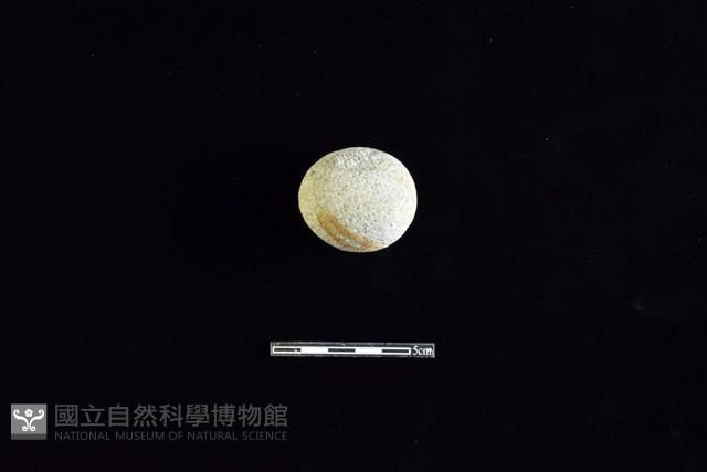 Accession Number:HLL-L-ST011 Collection Image, Figure 1, Total 2 Figures