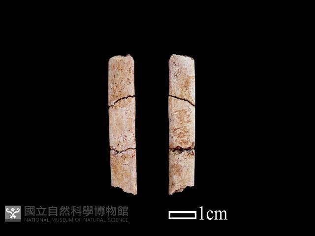 骨簪藏品圖，第1張