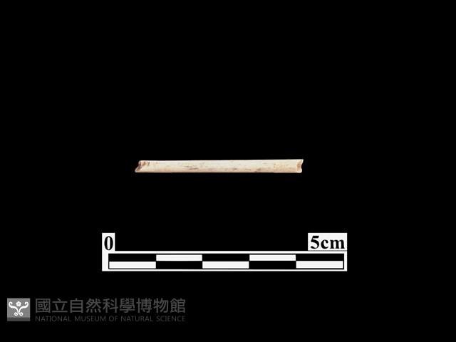 骨器藏品圖，第1張