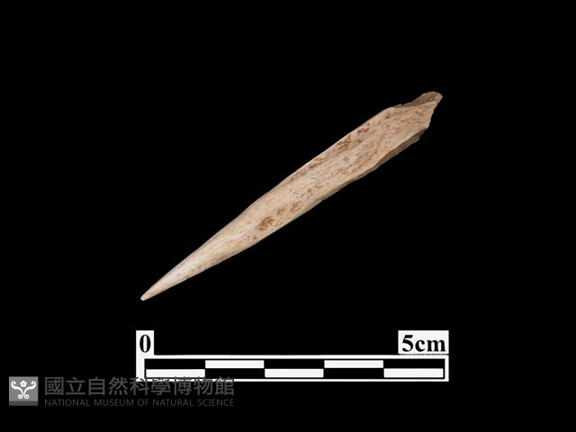 骨鏃藏品圖，第1張