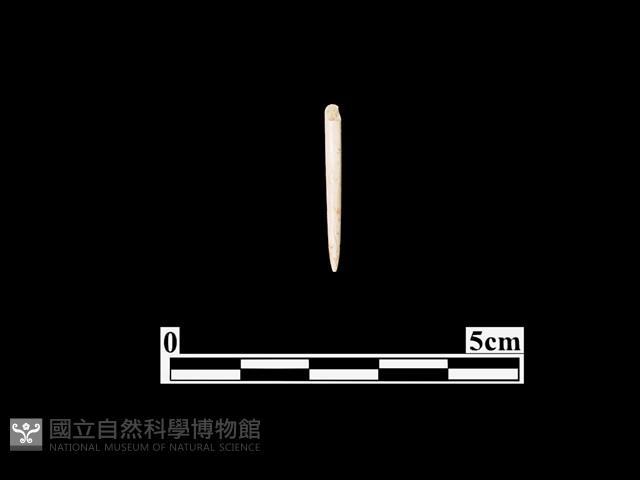 骨針藏品圖，第1張