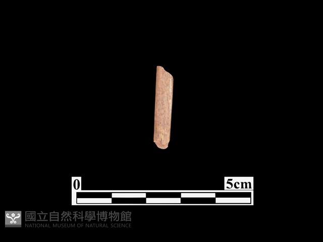 骨器藏品圖，第1張