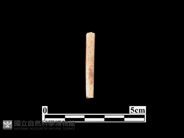 骨器藏品圖，第1張