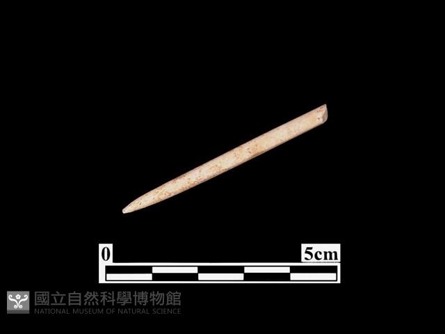 骨針藏品圖，第1張