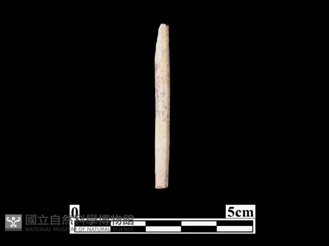 骨器藏品圖，第1張