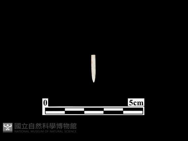 骨針藏品圖，第1張