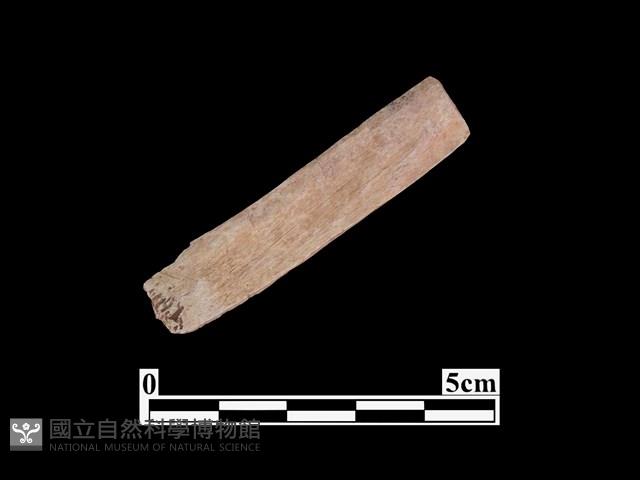 骨器藏品圖，第1張