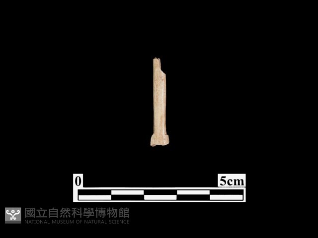 骨鏃藏品圖，第1張
