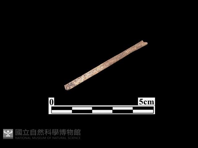 骨器藏品圖，第1張