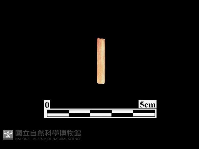 骨器藏品圖，第1張