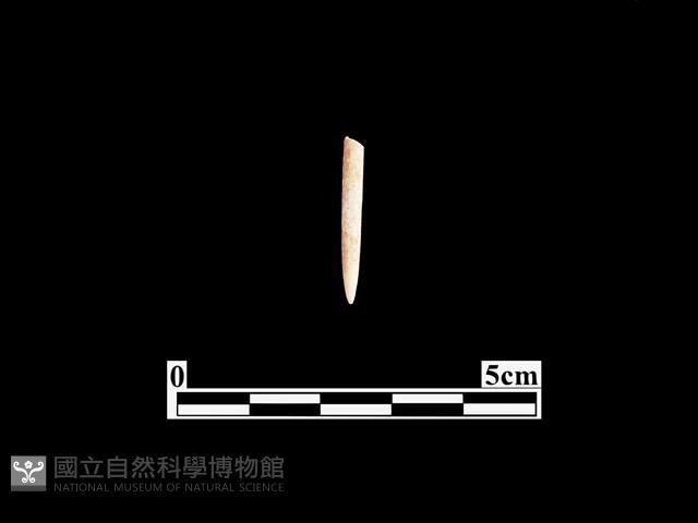 骨針藏品圖，第1張