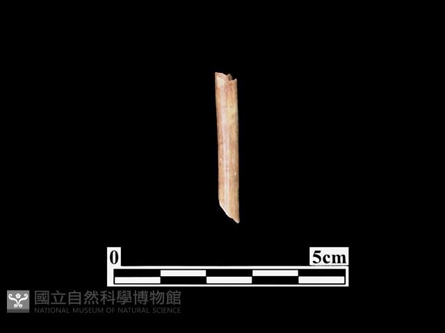 骨器藏品圖，第1張