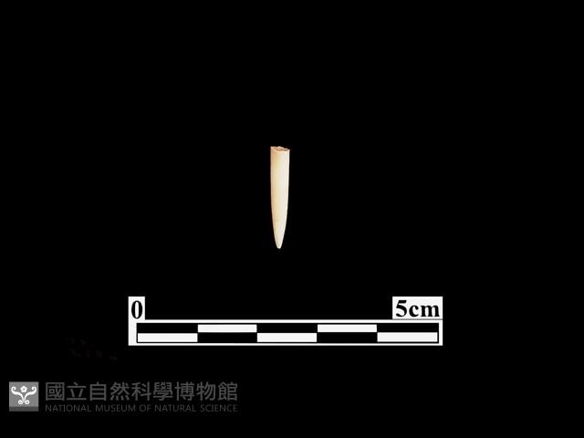 骨針藏品圖，第1張