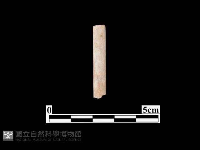 骨器藏品圖，第1張