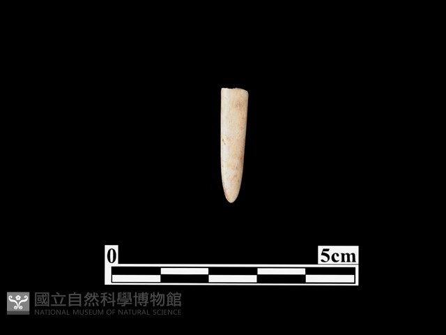 骨鏃藏品圖，第1張