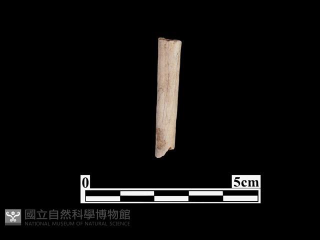 骨器藏品圖，第1張