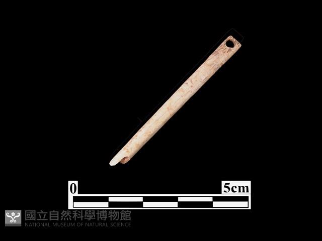 骨針藏品圖，第1張