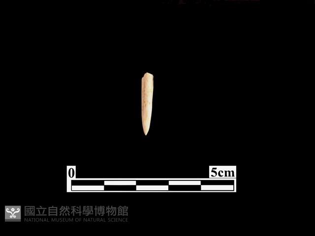 骨針藏品圖，第1張