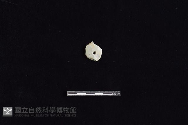 Accession Number:HLL-J ST154 Collection Image, Figure 1, Total 2 Figures