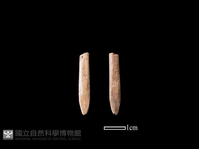 骨簪藏品圖，第1張