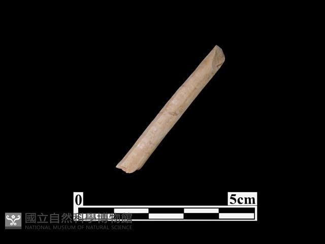 骨器藏品圖，第1張