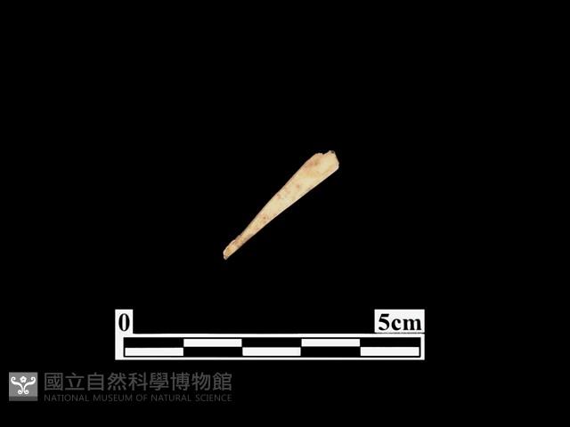 骨鏃藏品圖，第1張