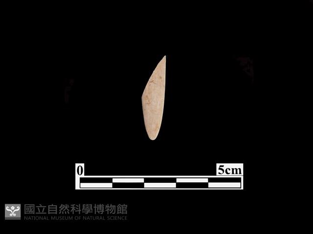 骨器藏品圖，第1張