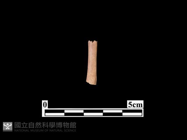 骨器藏品圖，第1張