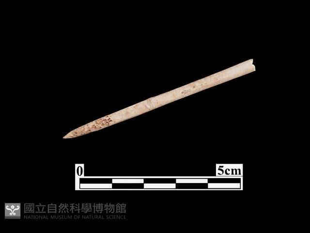 骨針藏品圖，第1張