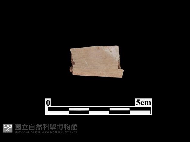 骨器藏品圖，第1張